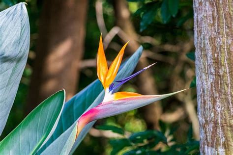 Bird of Paradise Flower (Strelitzia): Types, How to Grow and Care | Florgeous