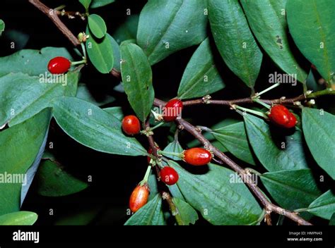 Coca Plant fruit (Erythroxylum coca), Erythroxlyaceae. Peradeniya Botanical Garden, Kandy, Sri ...