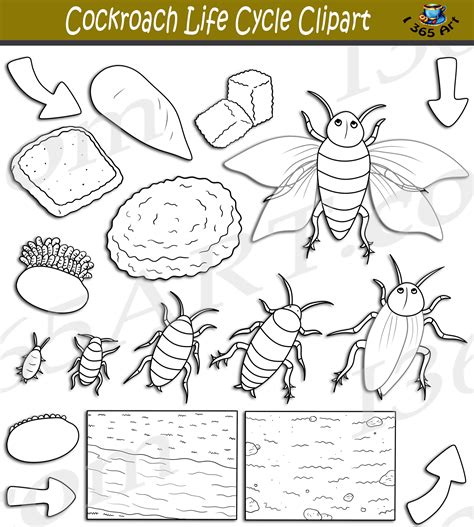 Cockroach Life Cycle Clipart Set Download - Clipart 4 School