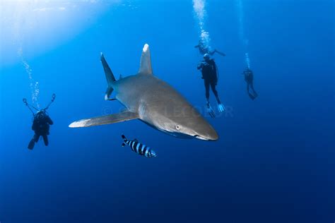 Greg Lecoeur Underwater and Wildlife Photography | Oceanic whitetip Shark