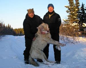 Alaska Wolf Hunting | Castle Rock Outfitters