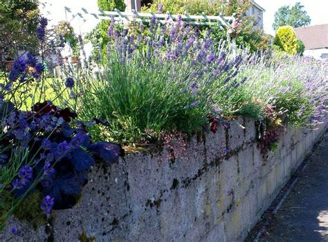 My lavender hedge in front of the house. | Lavender garden, Lavender hedge, Hedges