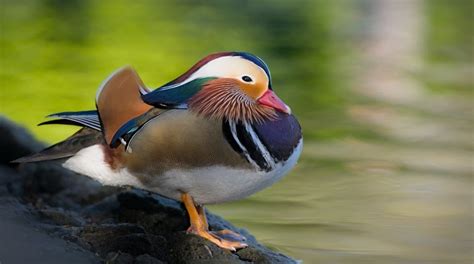 Mandarin Duck: Description, Habitat, & Fun Facts