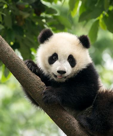 Photo libre de droit de Bébé Bébé Panda Géant De Chengdu Chine banque d'images et plus d'images ...