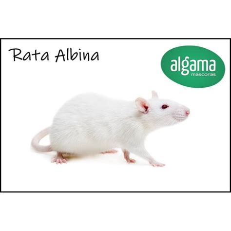 Comprar de Rata Albina | Animales exóticos | Mascotas Algama