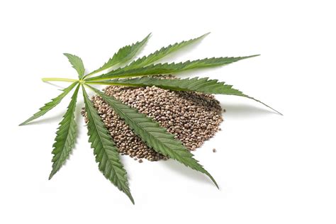 Hemp Seed Oil Properties | Oklahoma State University