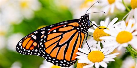 Funding for Monarch Butterfly Habitat Available to Iowa Farmers