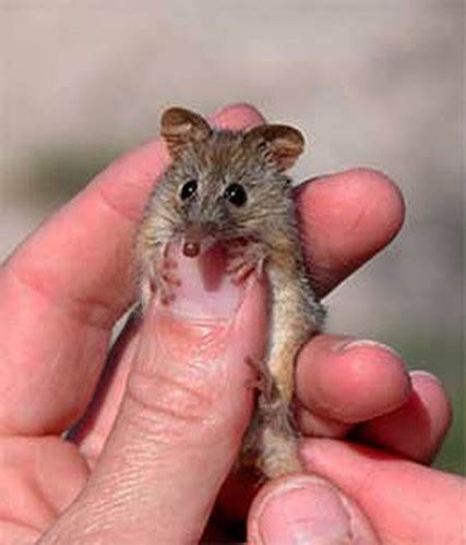 If You Give a Honey Possum Some Nectar... | Featured Creature