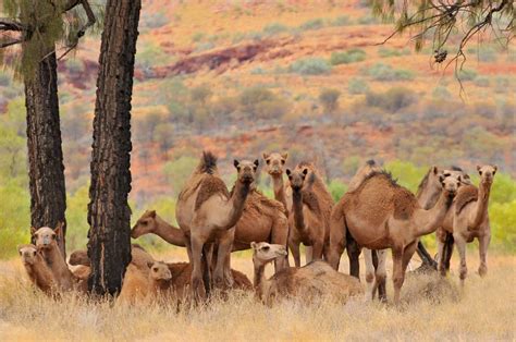 Camels of the Australian Outback | Odyssey Traveller