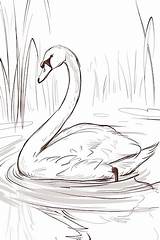 Swan Coloring Page Line Art  Premium AI Generated Image sketch template