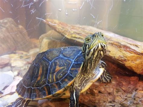 Yellow bellied slider. | Yellow bellied slider, Turtle, Tortoises