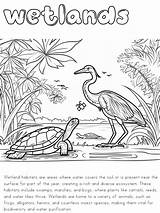 Coloring Wetland Habitat Pages Animal Habitats Wetlands Nature Ocean  sketch template