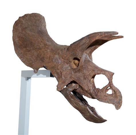 An Exceptional, Very Complete Triceratops Skull | History of Science ...