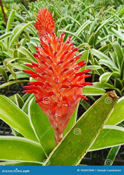 Red bromeliads flower stock photo. Image of decorative - 103047848