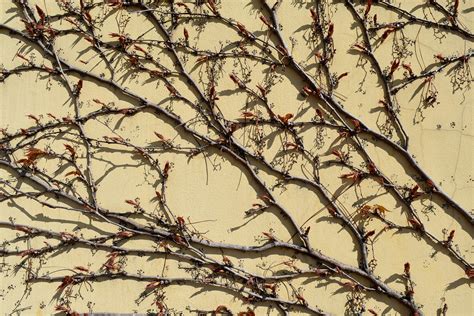 Free picture: tree, branch, nature, upclose, wall, design, abstract, color