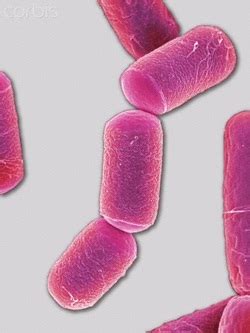 Archeabacteria Examples - Classification