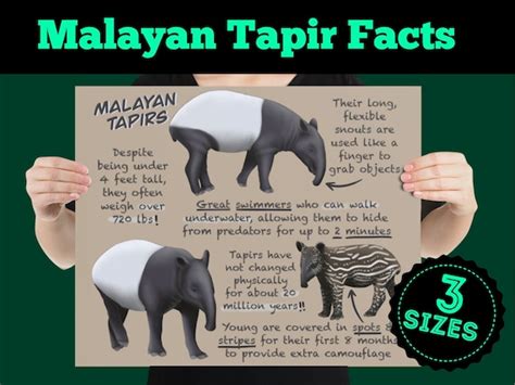 Malayan Tapir Educational Poster Wildlife Fun Facts for Kids | Etsy