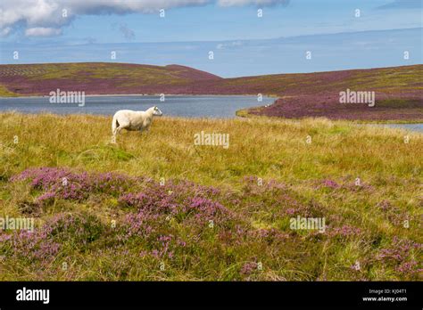 Welsh Mountain ewe amongst Common heather or Ling (Calluna vulgaris) flowering in moorland ...