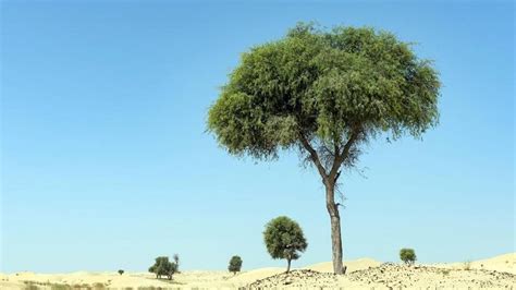 Ghaf Tree - The National Tree in UAE