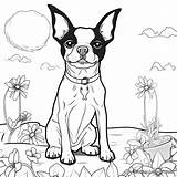 Boston Terrier Coloring Pages Bulldog French Drawing Printable Draw Dog  sketch template