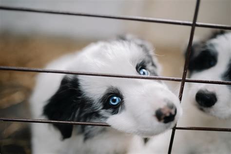 Puppies in Cage · Free Stock Photo