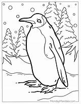 Emperor Penguin Coloring Page sketch template
