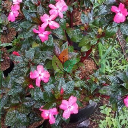 Jual Bibit Bunga Pacar Air Pink | Agro Bibit ID