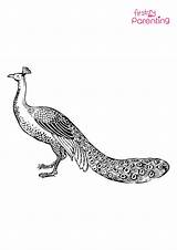 Peacock Design Outline Coloring Page For Kids  FirstCry Parenting sketch template