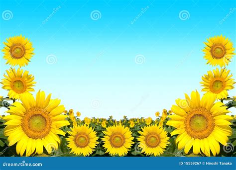 Sunflower frame stock image. Image of beauty, blooming - 15559267