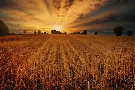 "Sunset Over The Wheat Field". by adrianedwa | ePHOTOzine