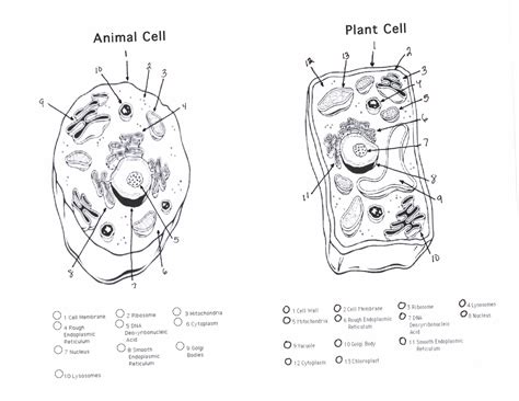 Animal and Plant Cell Diagrams | 101 Diagrams