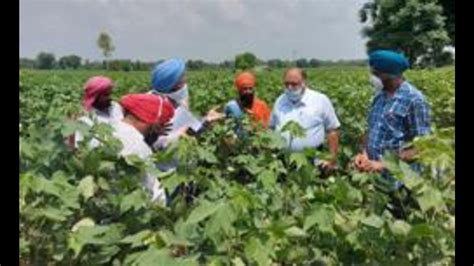 Punjab transfers ₹3.23-Cr cotton seed subsidy to 17k farmers, says agri minister - Hindustan Times