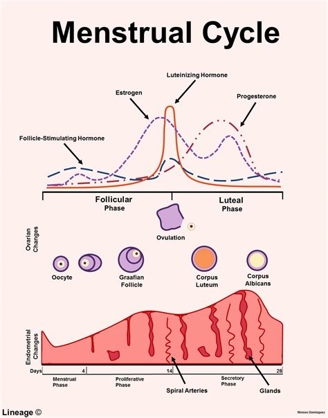 [DIAGRAM] With Diagram Explain Menstrual Cycle - MYDIAGRAM.ONLINE