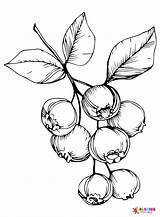 20  Blueberry Coloring Pages Free Printable PDF & Online sketch template
