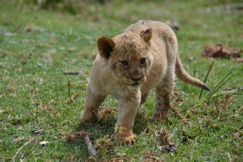 21 aktie 3 lion cubs | Foto | Henkenjos’s reisblog