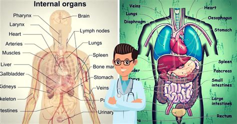 Body Parts Diagram Of Human Body Organs Front And Back : Pin On Human Anatomy Drawing : The ...