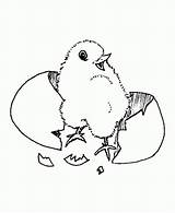 Chicken Chook Coloring Pages sketch template