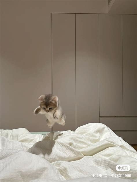 a cat jumping up into the air on top of a bed