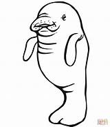 Baby Manatee coloring page  Free Printable Coloring Pages sketch template