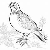Premium Photo  Quail Outline Coloring Page For Children39s Book sketch template