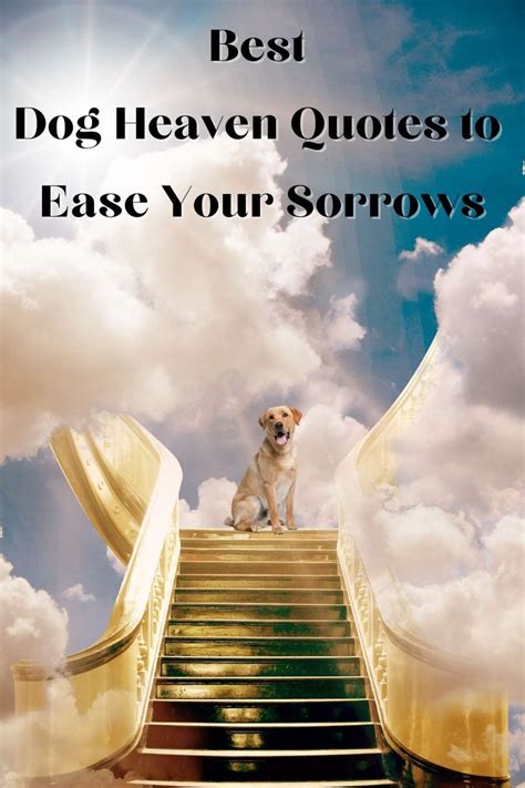 Best Dog Heaven Quotes to Ease Your Sorrows | Dog heaven quotes, Dog heaven, Best dog quotes