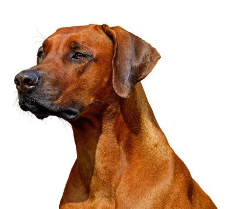 Hund Freigestellt Hundeportrait - Kostenloses Foto auf Pixabay