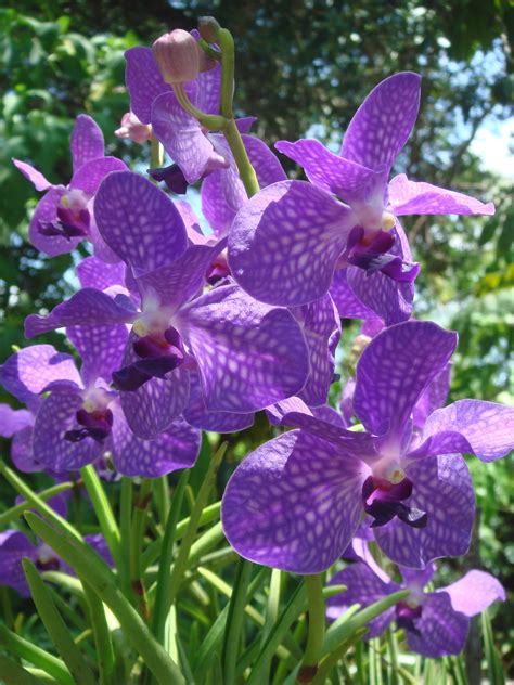 File:Purple orchids at Am Orchid Society, Delray Bch.JPG - Wikimedia ...