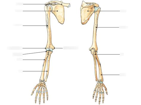 Diagram of Upper Limb Bones | Quizlet