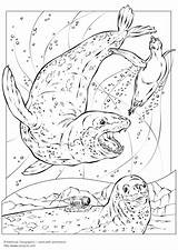 Coloring Page leopard seals  Free Printables Img 5743 sketch template