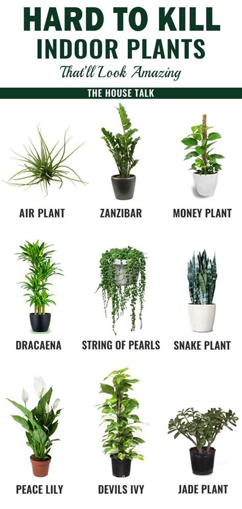 Beautiful Low Maintenance Hanging Plants Top Plant Arrangements