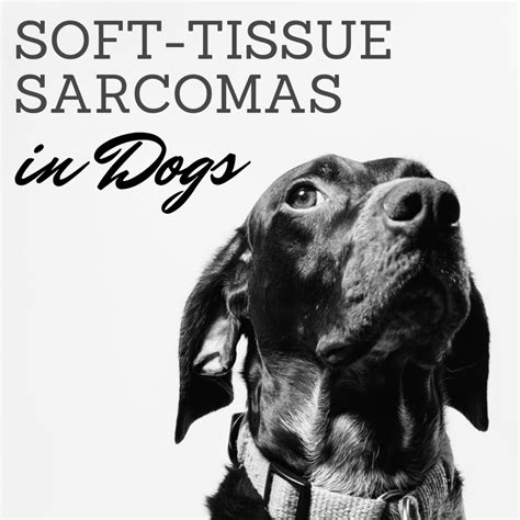 Canine Soft-Tissue Sarcomas in Dogs – GemePet