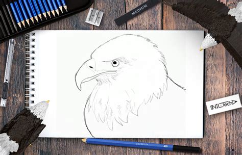 How to Draw Bald Eagle | Nil Tech - shop.nil-tech