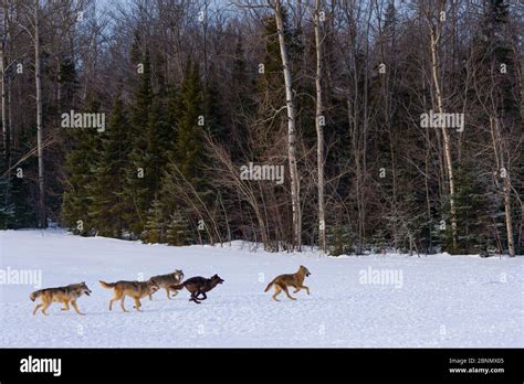 Grey wolves (Canis lupus) running in snow, captive Stock Photo - Alamy