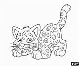 Diego And Baby Jaguar Coloring Pages sketch template